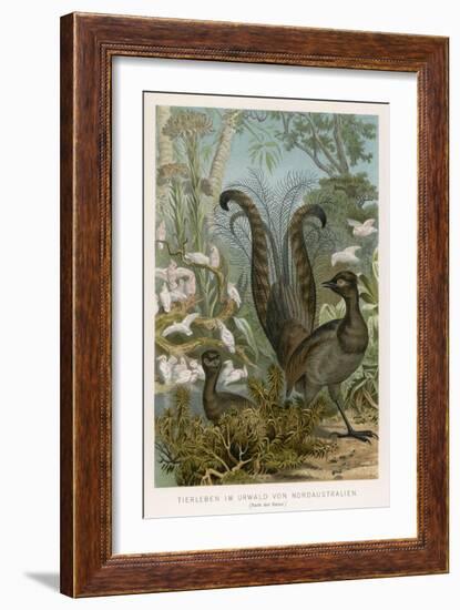 Lyre Bird-null-Framed Art Print