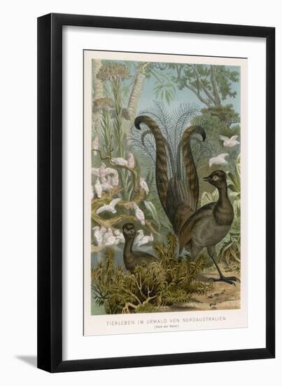 Lyre Bird-null-Framed Art Print