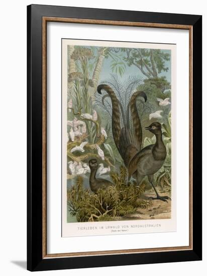 Lyre Bird-null-Framed Art Print