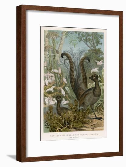 Lyre Bird-null-Framed Art Print