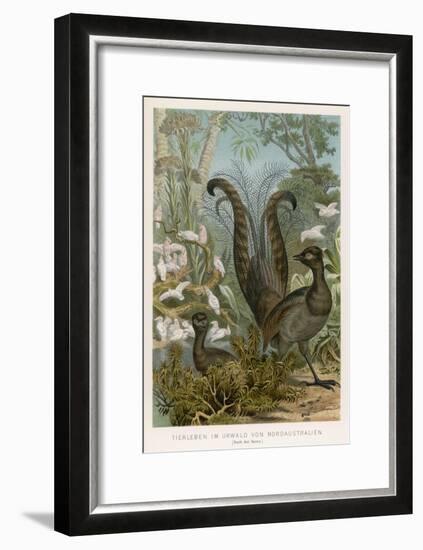 Lyre Bird-null-Framed Art Print