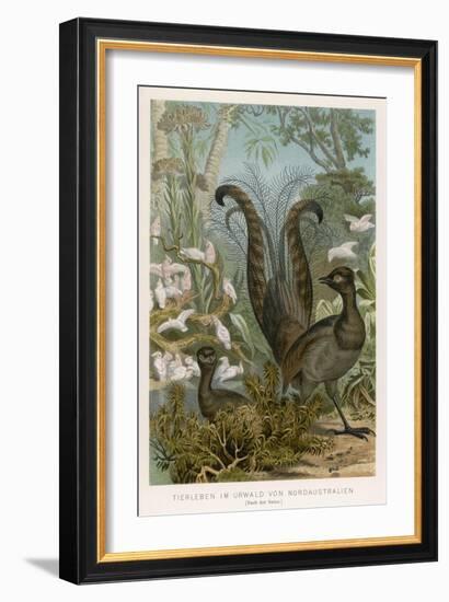 Lyre Bird-null-Framed Art Print