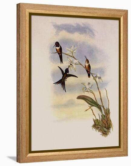 Lyre-Shaped Wood-Star, Doricha Lyrura-John Gould-Framed Premier Image Canvas