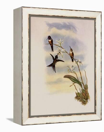 Lyre-Shaped Wood-Star, Doricha Lyrura-John Gould-Framed Premier Image Canvas