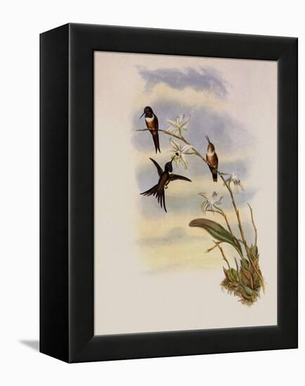 Lyre-Shaped Wood-Star, Doricha Lyrura-John Gould-Framed Premier Image Canvas