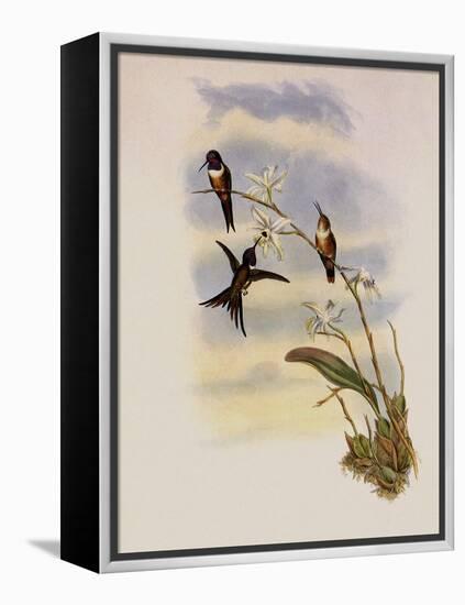 Lyre-Shaped Wood-Star, Doricha Lyrura-John Gould-Framed Premier Image Canvas