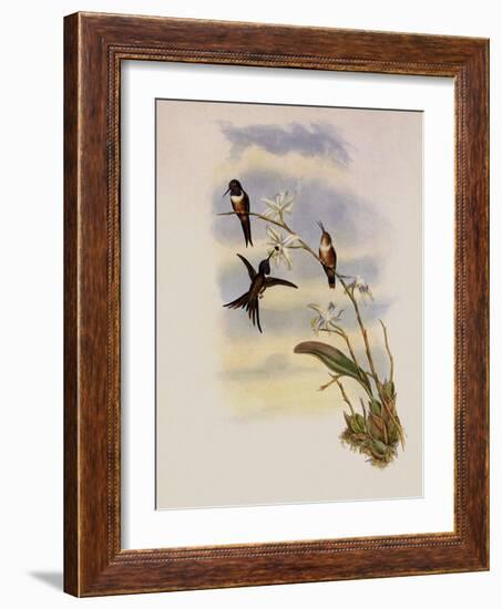 Lyre-Shaped Wood-Star, Doricha Lyrura-John Gould-Framed Giclee Print