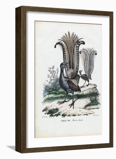 Lyrebird, 1863-79-Raimundo Petraroja-Framed Giclee Print