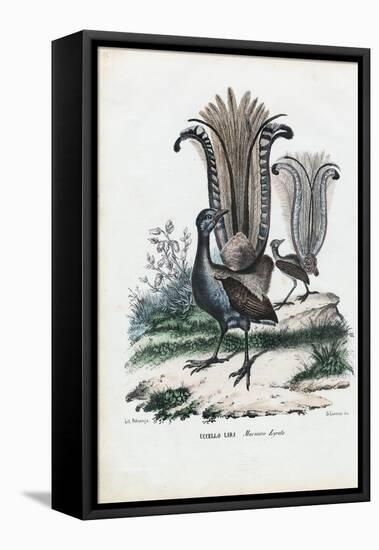 Lyrebird, 1863-79-Raimundo Petraroja-Framed Premier Image Canvas