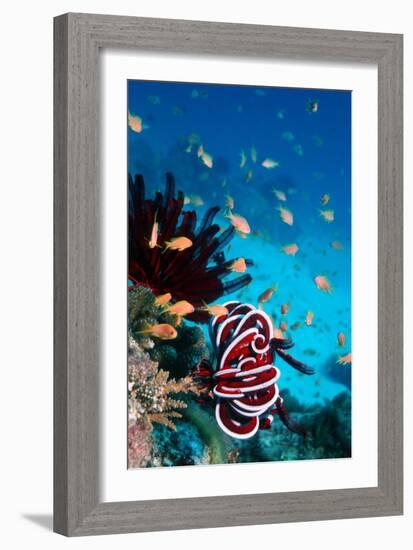 Lyretail Anthias And Featherstar-Georgette Douwma-Framed Photographic Print