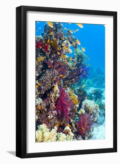 Lyretail Anthias And Soft Corals-Georgette Douwma-Framed Premium Photographic Print