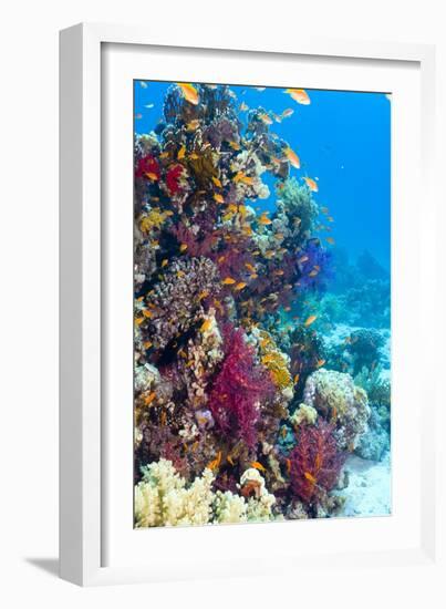 Lyretail Anthias And Soft Corals-Georgette Douwma-Framed Premium Photographic Print