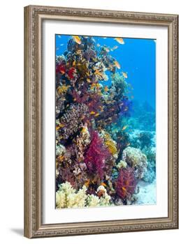 Lyretail Anthias And Soft Corals-Georgette Douwma-Framed Photographic Print