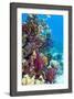 Lyretail Anthias And Soft Corals-Georgette Douwma-Framed Photographic Print