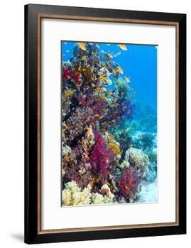 Lyretail Anthias And Soft Corals-Georgette Douwma-Framed Photographic Print