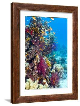 Lyretail Anthias And Soft Corals-Georgette Douwma-Framed Photographic Print