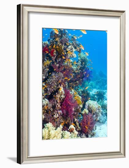 Lyretail Anthias And Soft Corals-Georgette Douwma-Framed Photographic Print