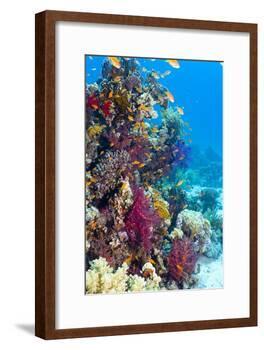 Lyretail Anthias And Soft Corals-Georgette Douwma-Framed Photographic Print