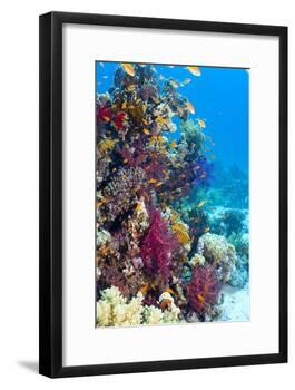 Lyretail Anthias And Soft Corals-Georgette Douwma-Framed Photographic Print