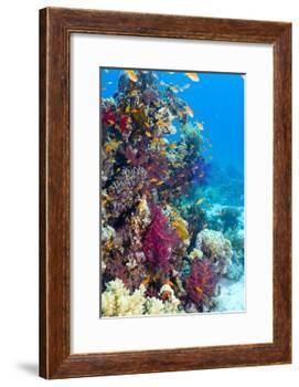 Lyretail Anthias And Soft Corals-Georgette Douwma-Framed Photographic Print