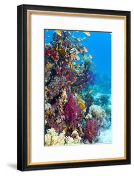 Lyretail Anthias And Soft Corals-Georgette Douwma-Framed Photographic Print