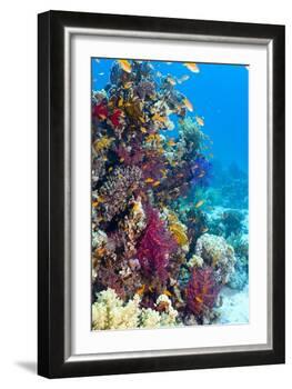 Lyretail Anthias And Soft Corals-Georgette Douwma-Framed Photographic Print