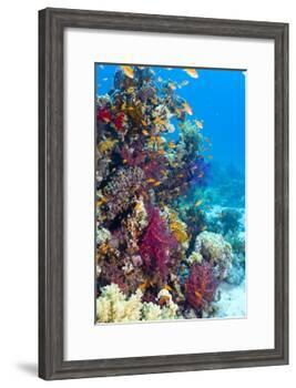 Lyretail Anthias And Soft Corals-Georgette Douwma-Framed Photographic Print
