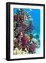 Lyretail Anthias And Soft Corals-Georgette Douwma-Framed Photographic Print
