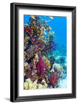 Lyretail Anthias And Soft Corals-Georgette Douwma-Framed Photographic Print