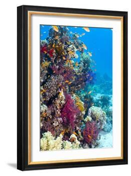 Lyretail Anthias And Soft Corals-Georgette Douwma-Framed Photographic Print
