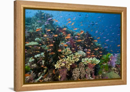 Lyretail Anthias (Pseudanthias Squamipinnis) in Coral Reef-Reinhard Dirscherl-Framed Premier Image Canvas