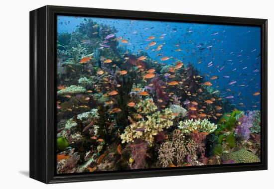 Lyretail Anthias (Pseudanthias Squamipinnis) in Coral Reef-Reinhard Dirscherl-Framed Premier Image Canvas