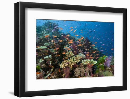 Lyretail Anthias (Pseudanthias Squamipinnis) in Coral Reef-Reinhard Dirscherl-Framed Photographic Print