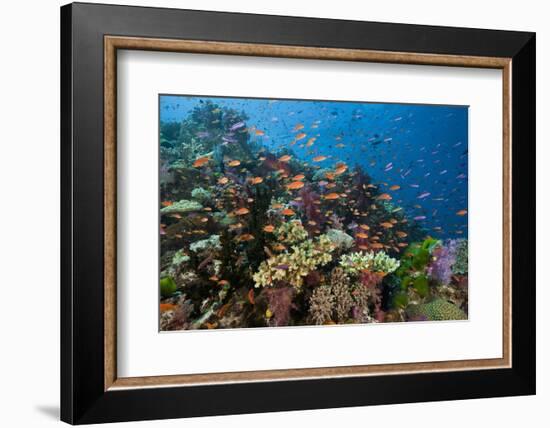 Lyretail Anthias (Pseudanthias Squamipinnis) in Coral Reef-Reinhard Dirscherl-Framed Photographic Print