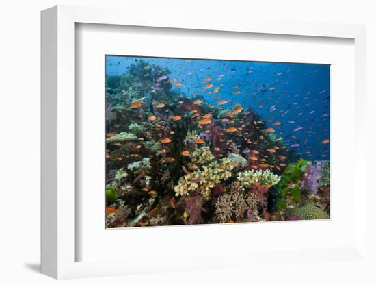 Lyretail Anthias (Pseudanthias Squamipinnis) in Coral Reef-Reinhard Dirscherl-Framed Photographic Print