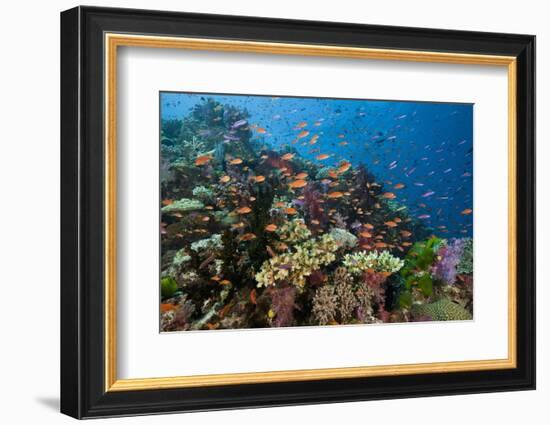 Lyretail Anthias (Pseudanthias Squamipinnis) in Coral Reef-Reinhard Dirscherl-Framed Photographic Print