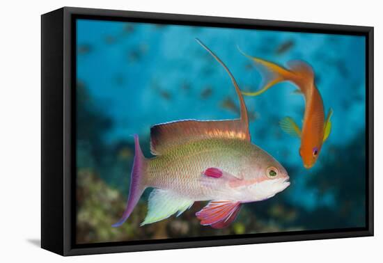 Lyretail Anthias (Pseudanthias Squamipinnis)-Reinhard Dirscherl-Framed Premier Image Canvas