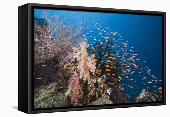 Lyretail Anthias (Pseudanthias Squamipinnis)-Reinhard Dirscherl-Framed Premier Image Canvas