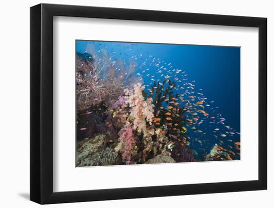 Lyretail Anthias (Pseudanthias Squamipinnis)-Reinhard Dirscherl-Framed Photographic Print