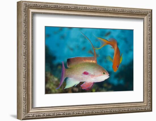 Lyretail Anthias (Pseudanthias Squamipinnis)-Reinhard Dirscherl-Framed Photographic Print