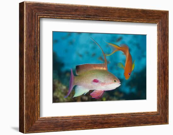 Lyretail Anthias (Pseudanthias Squamipinnis)-Reinhard Dirscherl-Framed Photographic Print