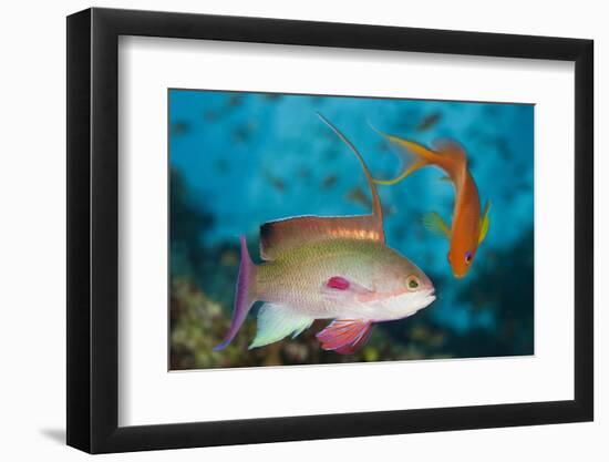 Lyretail Anthias (Pseudanthias Squamipinnis)-Reinhard Dirscherl-Framed Photographic Print