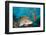 Lyretail Anthias (Pseudanthias Squamipinnis)-Reinhard Dirscherl-Framed Photographic Print