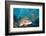 Lyretail Anthias (Pseudanthias Squamipinnis)-Reinhard Dirscherl-Framed Photographic Print