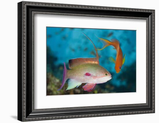 Lyretail Anthias (Pseudanthias Squamipinnis)-Reinhard Dirscherl-Framed Photographic Print