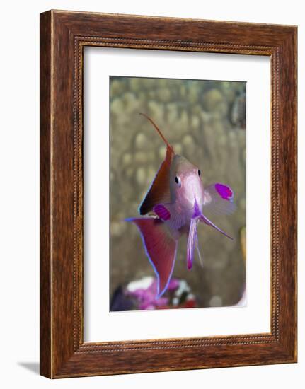 Lyretail Anthias (Pseudanthias Squamipinnis)-Reinhard Dirscherl-Framed Photographic Print