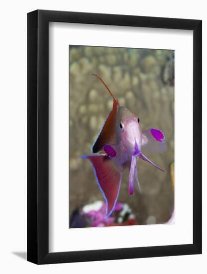 Lyretail Anthias (Pseudanthias Squamipinnis)-Reinhard Dirscherl-Framed Photographic Print