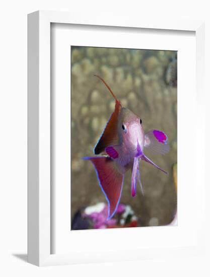 Lyretail Anthias (Pseudanthias Squamipinnis)-Reinhard Dirscherl-Framed Photographic Print