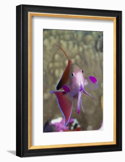 Lyretail Anthias (Pseudanthias Squamipinnis)-Reinhard Dirscherl-Framed Photographic Print