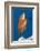 Lyretail Anthias (Pseudanthias Squamipinnis)-Reinhard Dirscherl-Framed Photographic Print